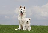 BERGER BLANC SUISSE - ADULTS ET PUPPIES 028